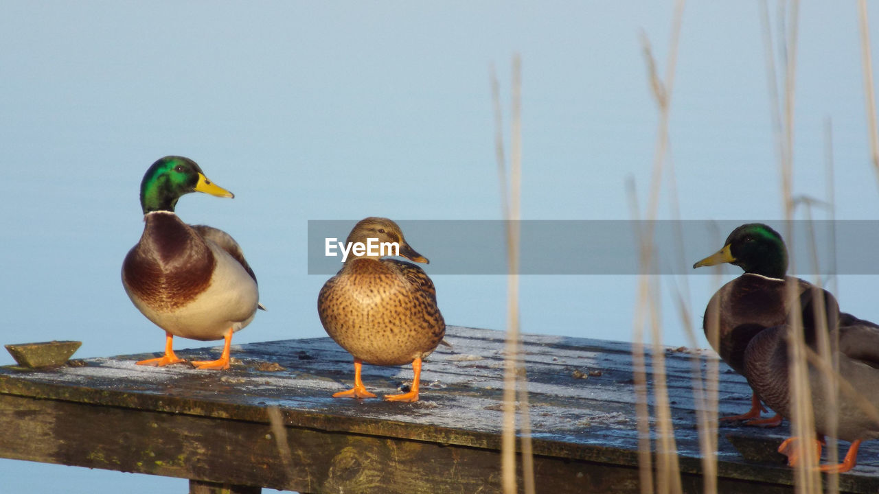 DUCKS PERCHING ON A LAKE