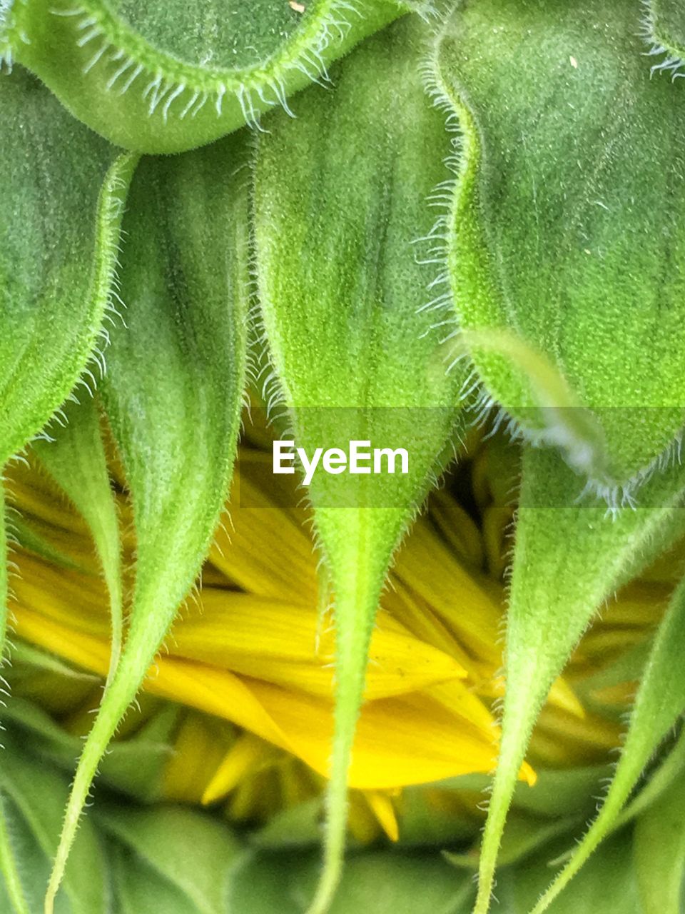 FULL FRAME SHOT OF GREEN FLOWER