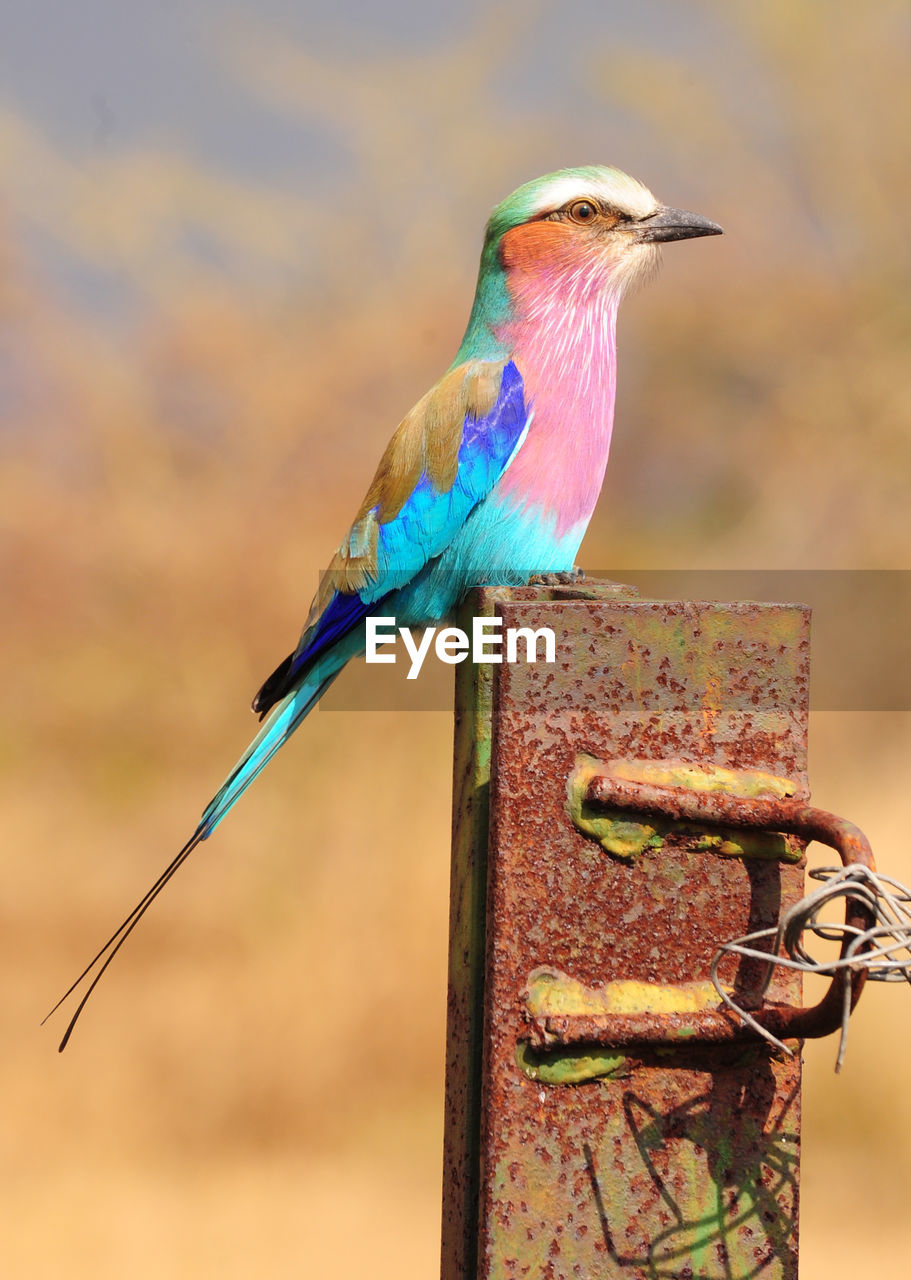 Close-up of bird perching on metal