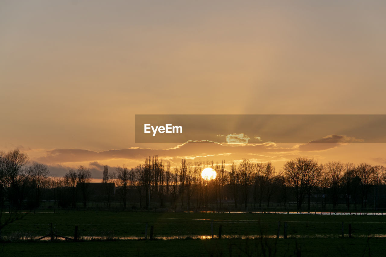 TREES ON FIELD AGAINST SKY AT SUNSET