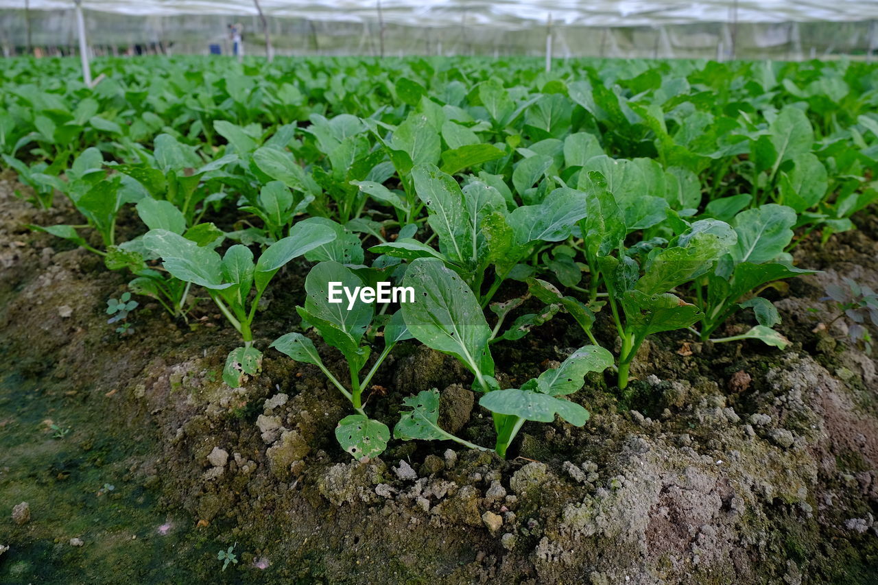 Close-up of spinach growing in field