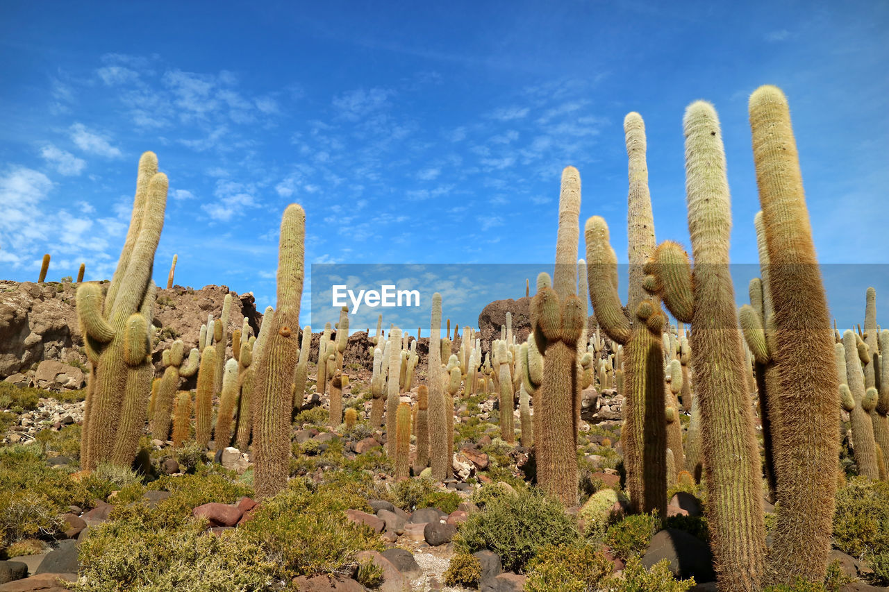 Uncountable giant cactus against sunny blue sky, isla del pescado in the middle of uyuni salt flats