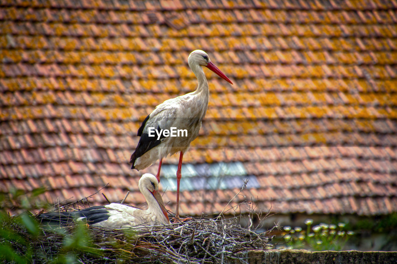 Storks perching on nest against roof