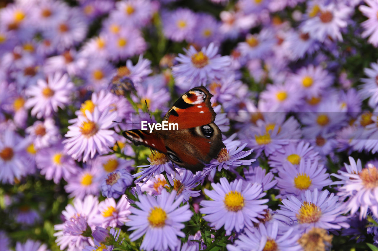 Butterfly on purple daisies blooming in park