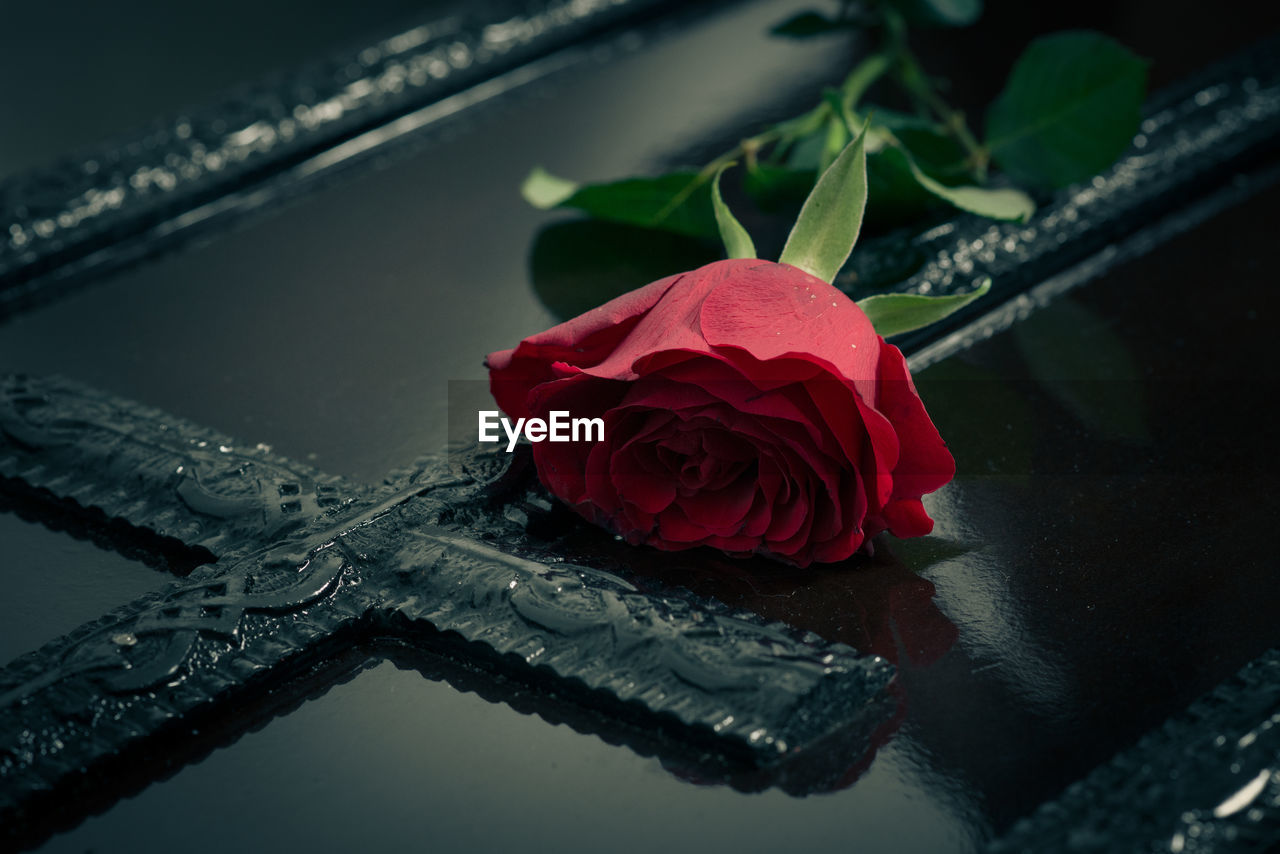 Close-up of rose against water