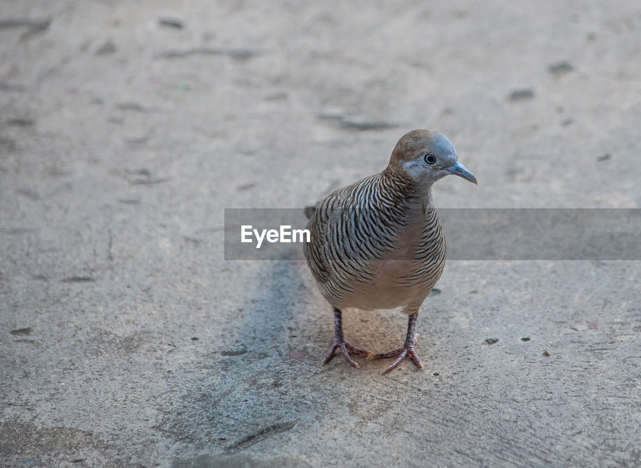 HIGH ANGLE VIEW OF BIRD ON LAND