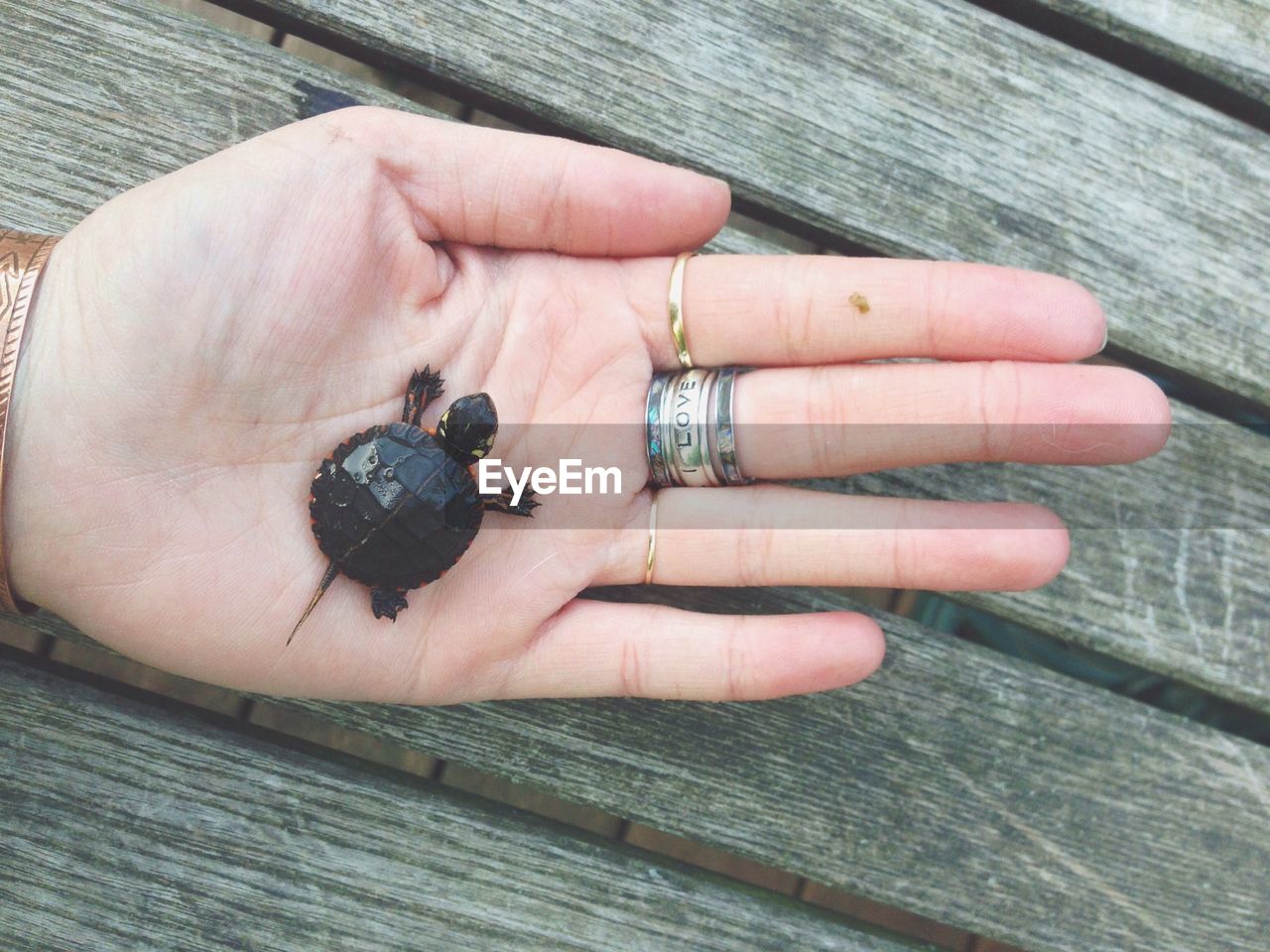 Close-up of a hand holding a turtle