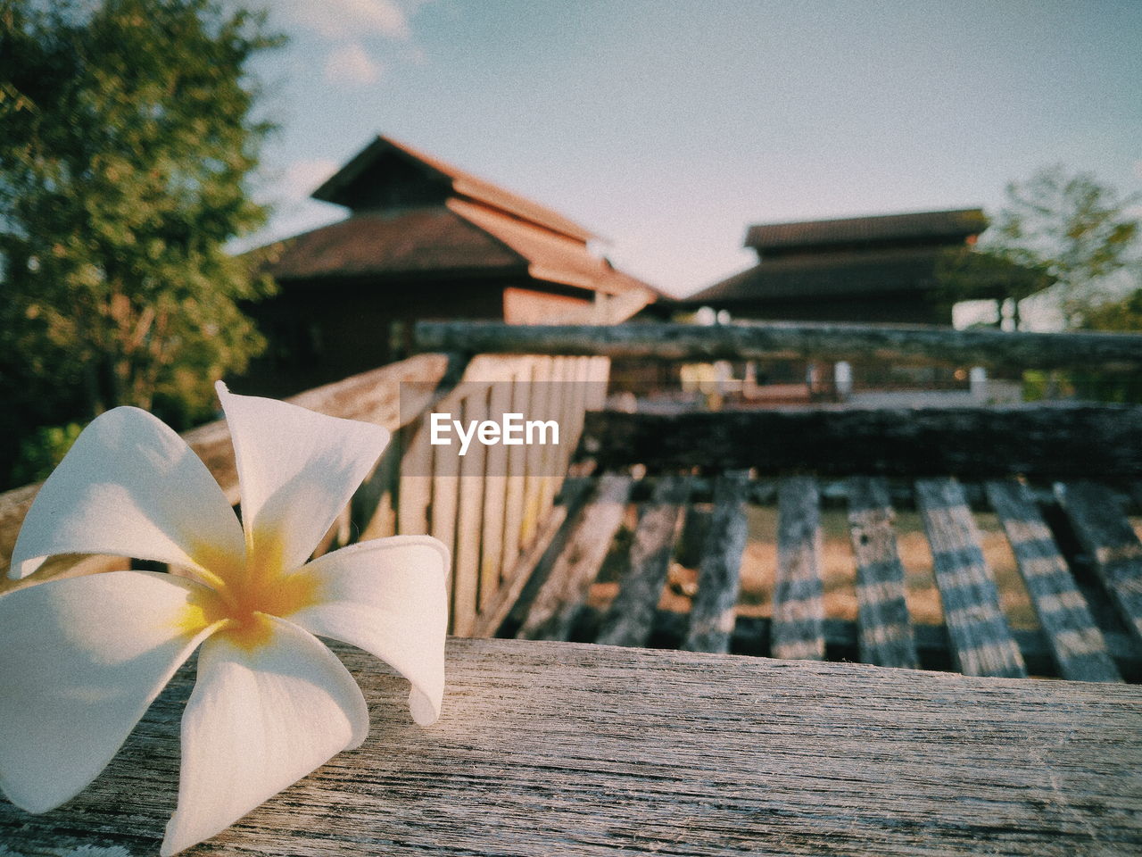 Close-up of white flowering plants against wood