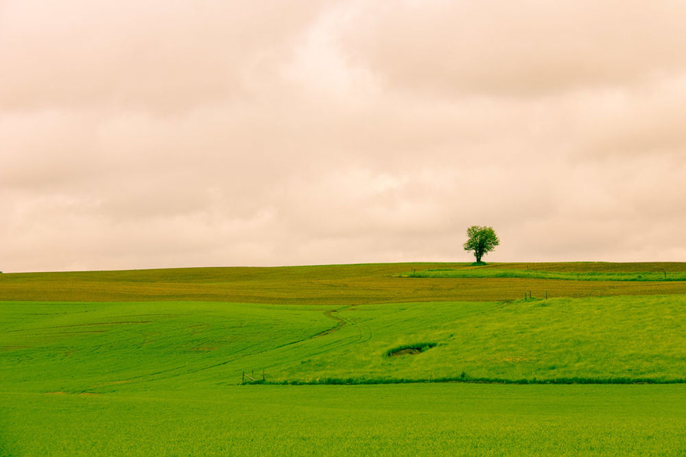 TREES ON GRASSY FIELD AGAINST CLOUDY SKY