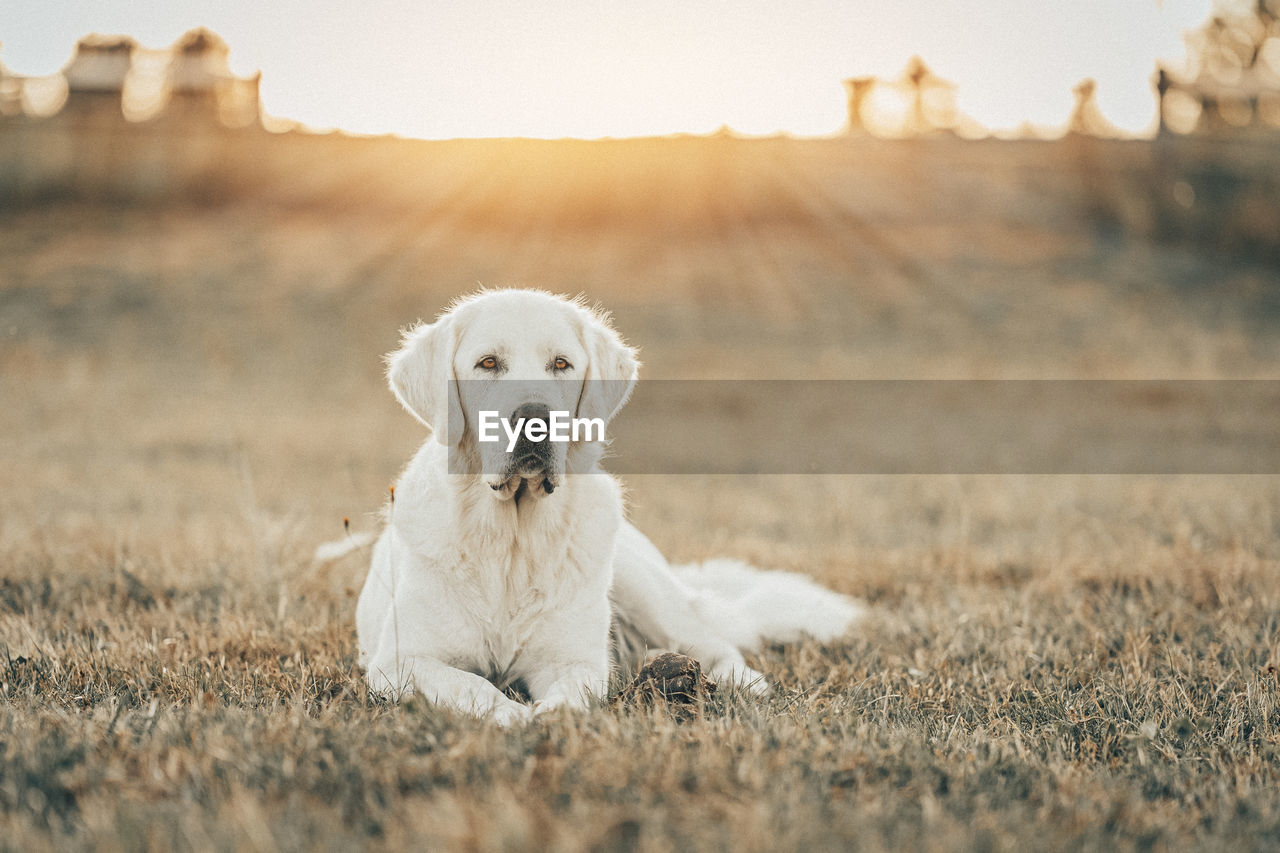 pet, dog, canine, domestic animals, mammal, one animal, animal themes, animal, grass, portrait, retriever, nature, sky, carnivore, plant, sunset, golden retriever, sunlight, purebred dog, looking at camera, no people, cute, landscape, young animal, selective focus, outdoors, happiness, architecture, copy space, sitting, environment