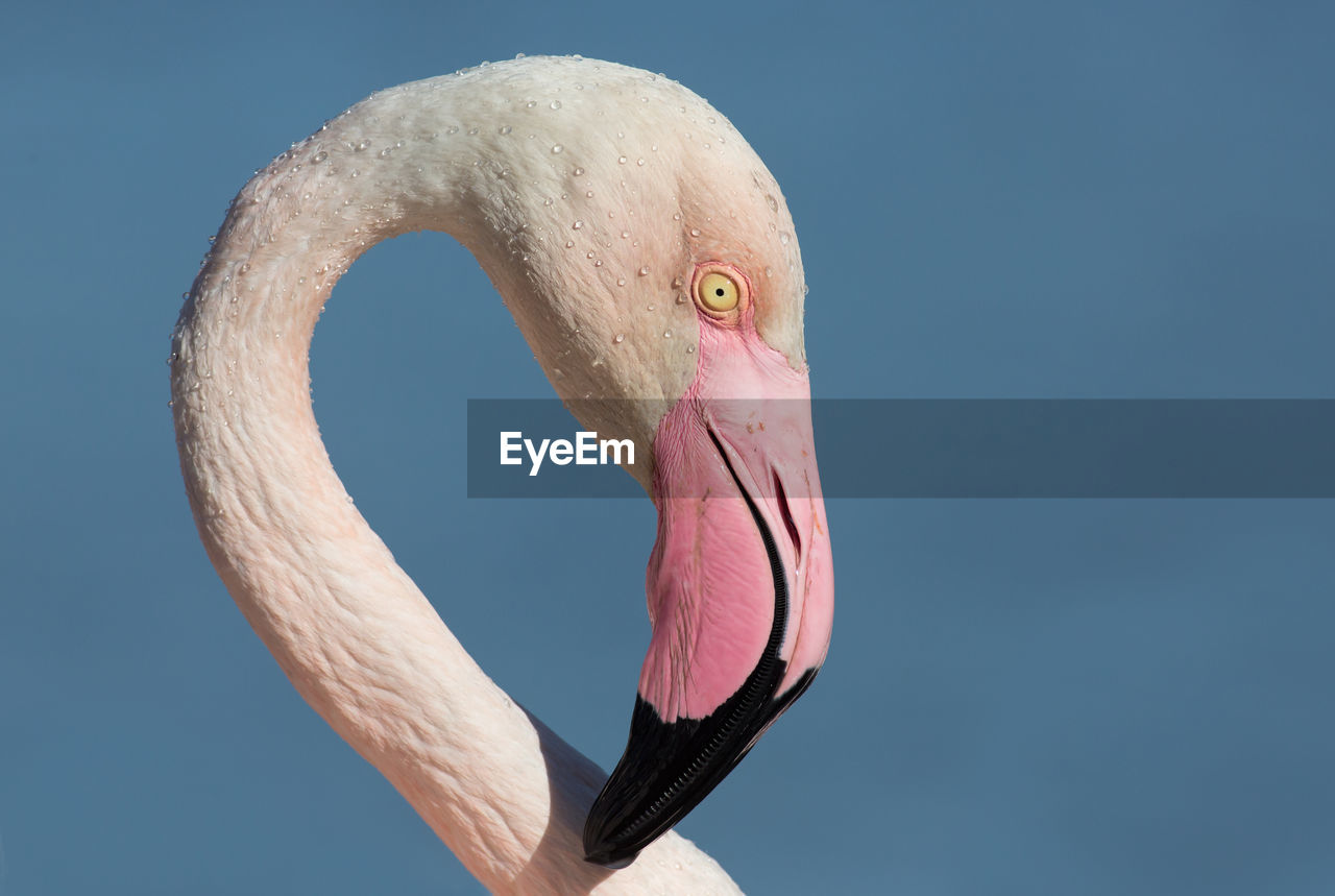 Close-up of flamingo against clear sky