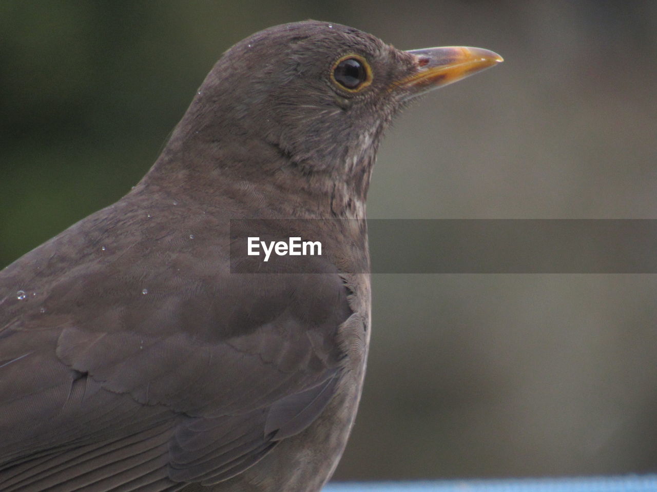 Close-up of a bird