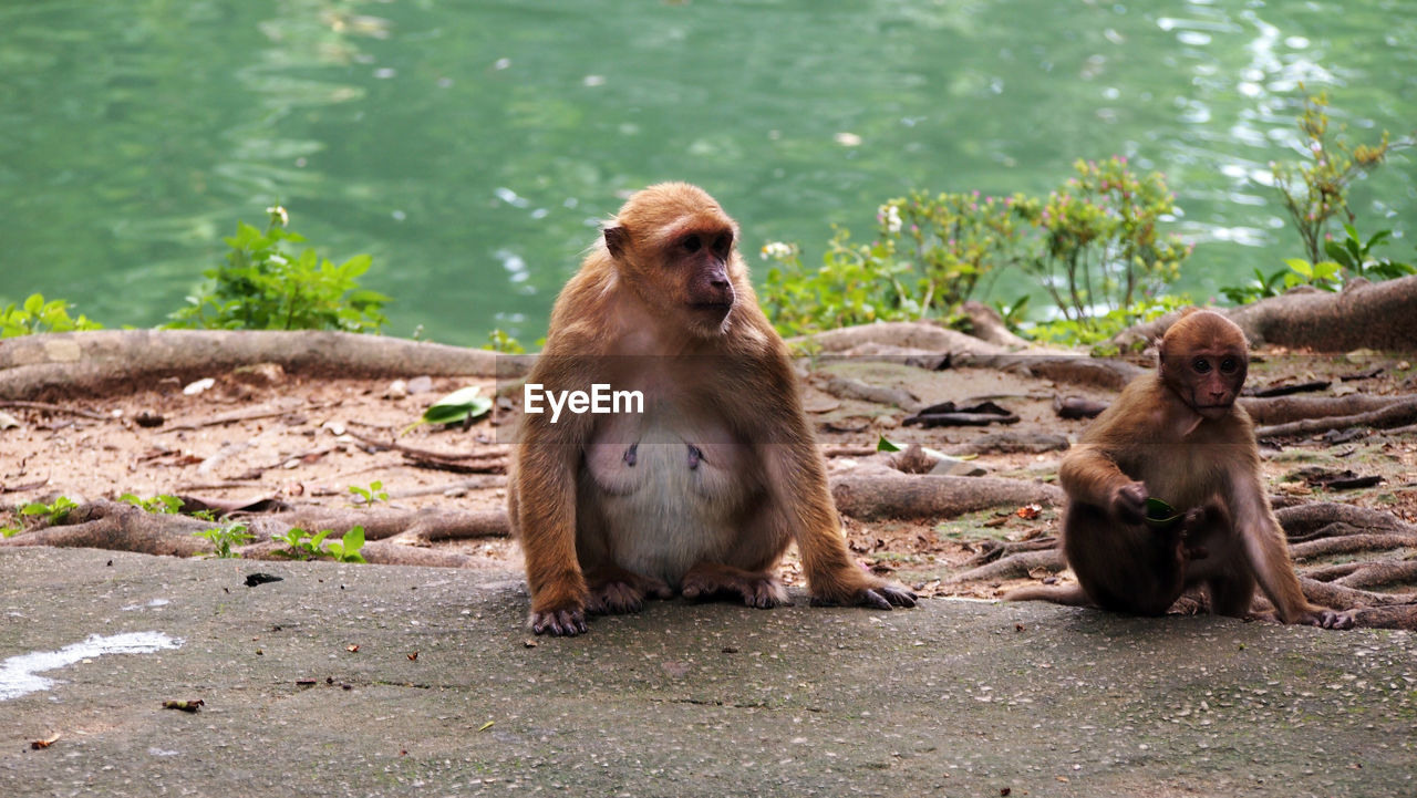 MONKEYS SITTING ON SHORE