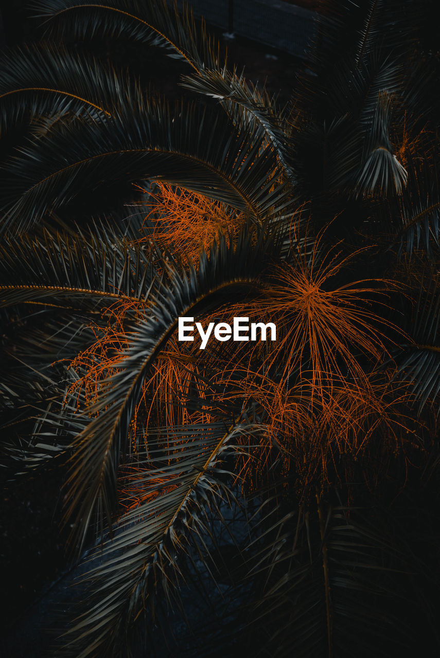 Full frame shot of palm trees at night