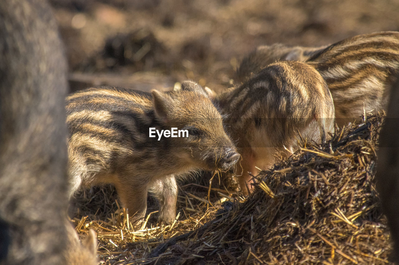 View of little wild boars in field