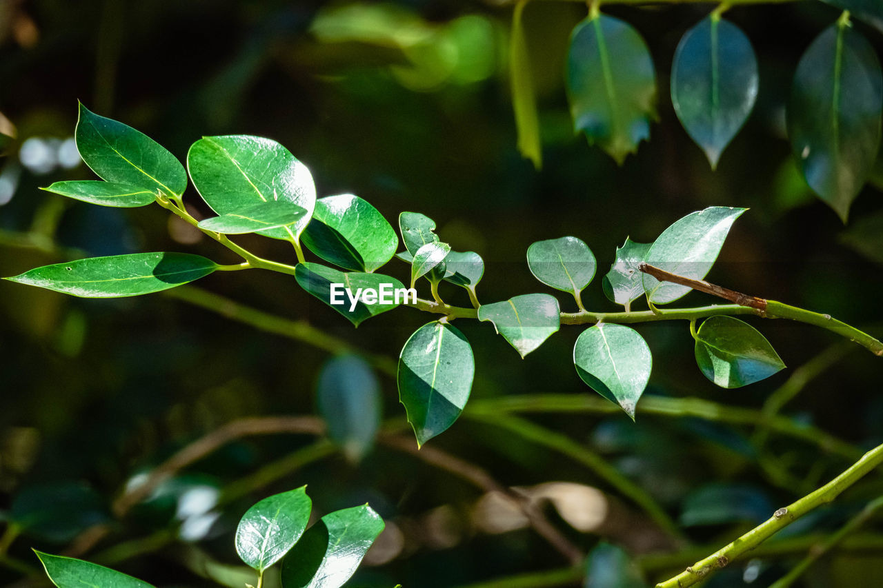 Close-up of plant leaves