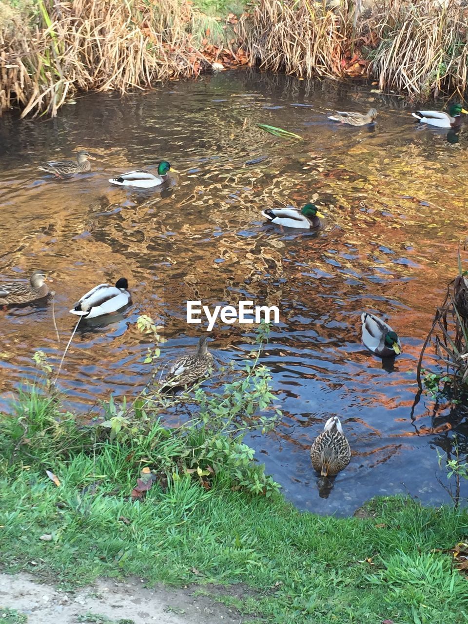 HIGH ANGLE VIEW OF BIRD IN LAKE