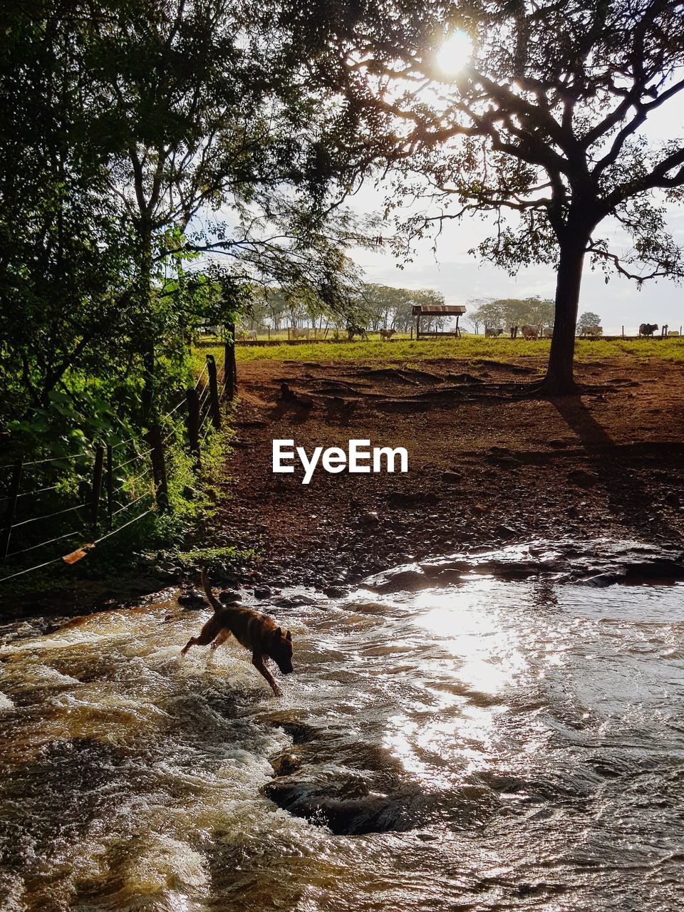 VIEW OF DOG RUNNING ON WATER