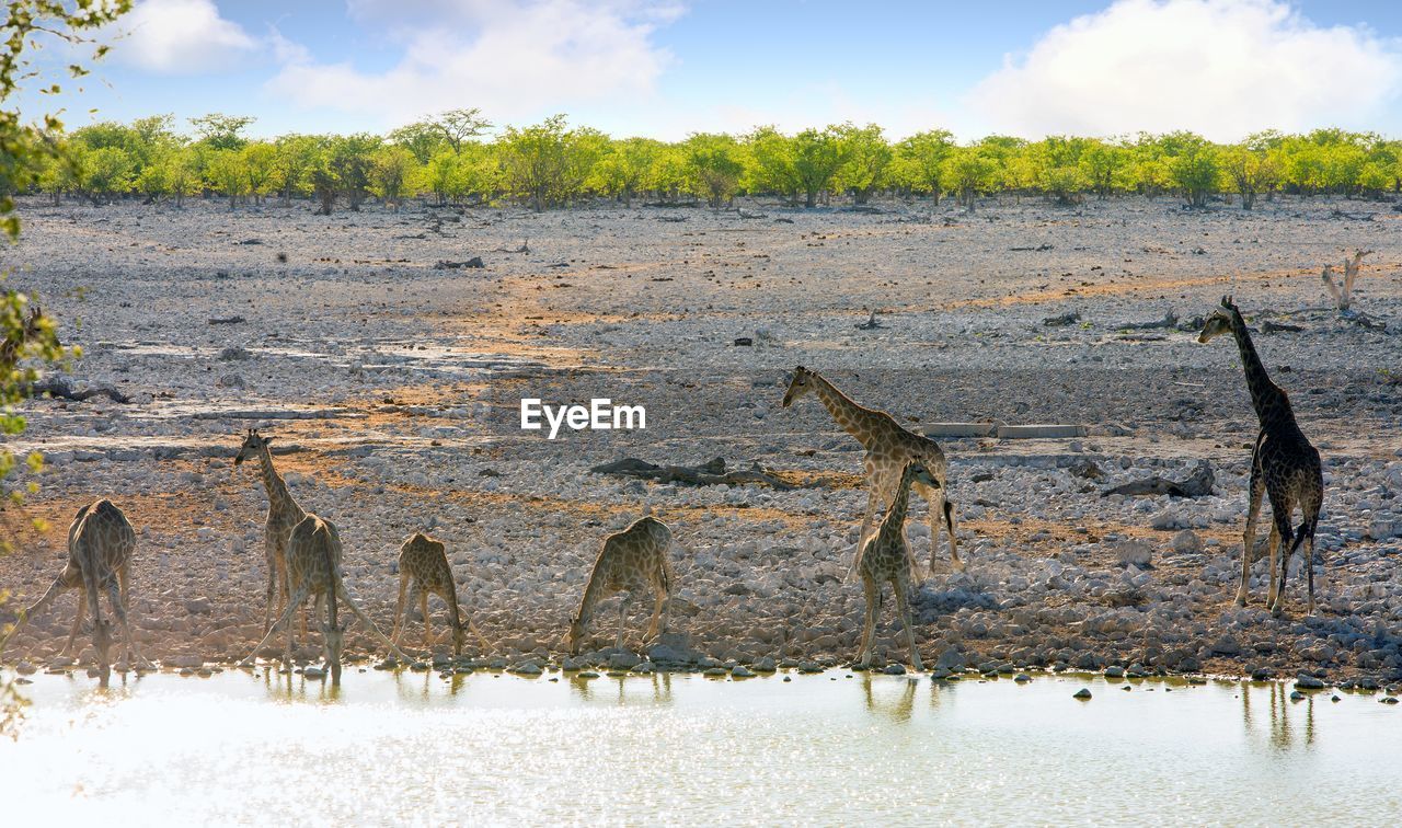 water, wetland, nature, animal, environment, sky, animal wildlife, animal themes, landscape, wildlife, no people, shore, marsh, natural environment, land, reflection, plant, outdoors, travel, travel destinations, cloud, tree, crocodile, day, tourism, sea, social issues, scenics - nature, mammal, beauty in nature