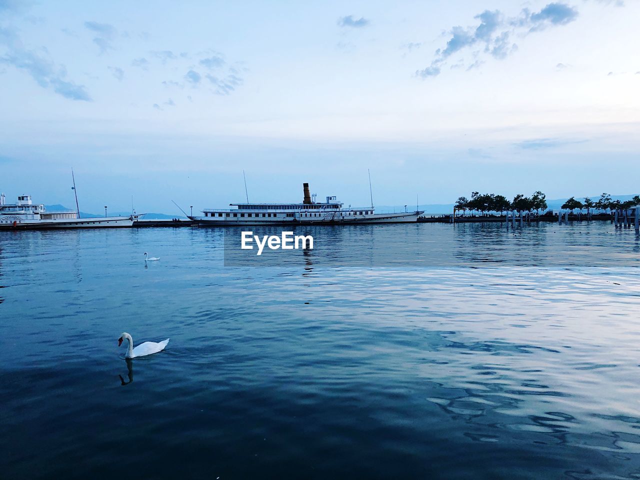 SEAGULLS ON SEA SHORE