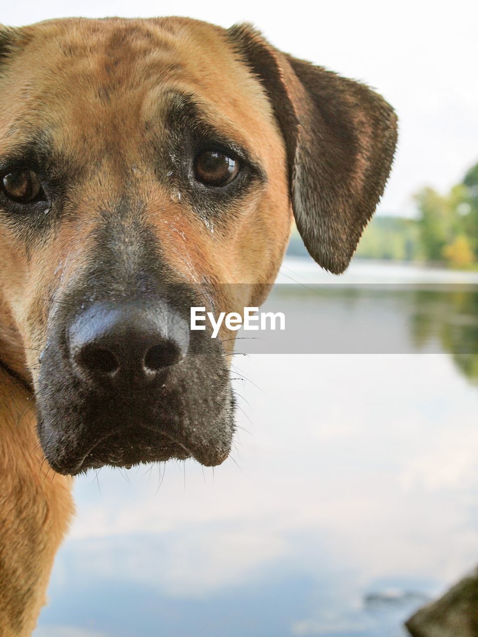 one animal, animal, animal themes, pet, mammal, dog, canine, domestic animals, portrait, animal body part, animal head, snout, looking at camera, close-up, no people, day, puppy, focus on foreground, black mouth cur, water, rhodesian ridgeback, carnivore, nature, outdoors