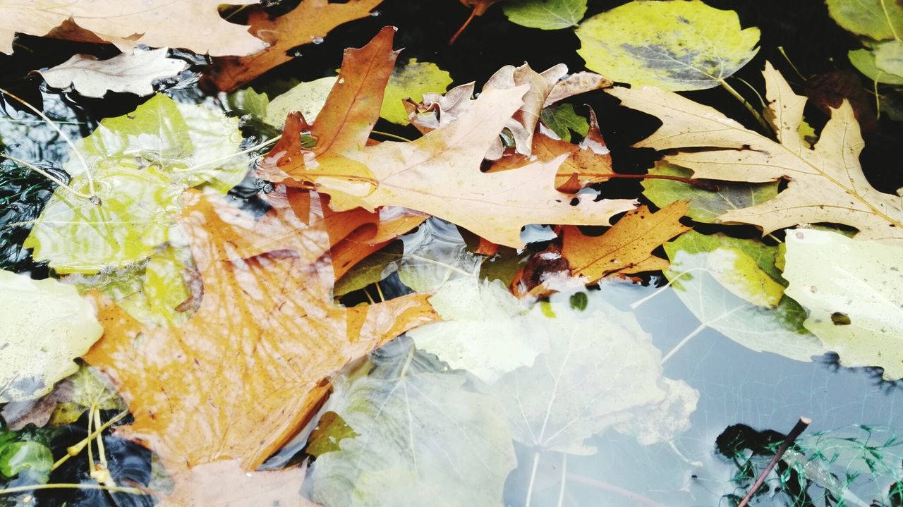 CLOSE-UP OF YELLOW AUTUMN LEAVES