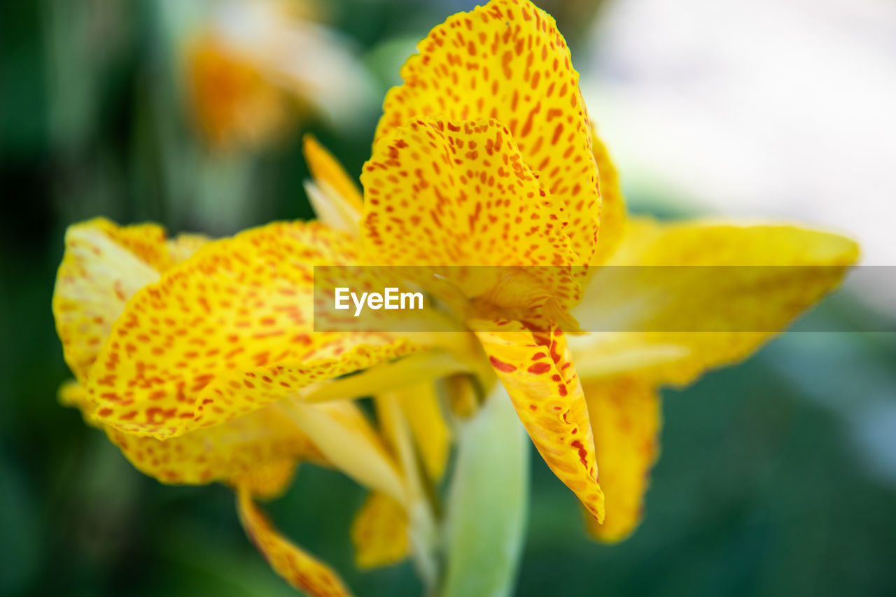 Close-up of yellow flowering plant