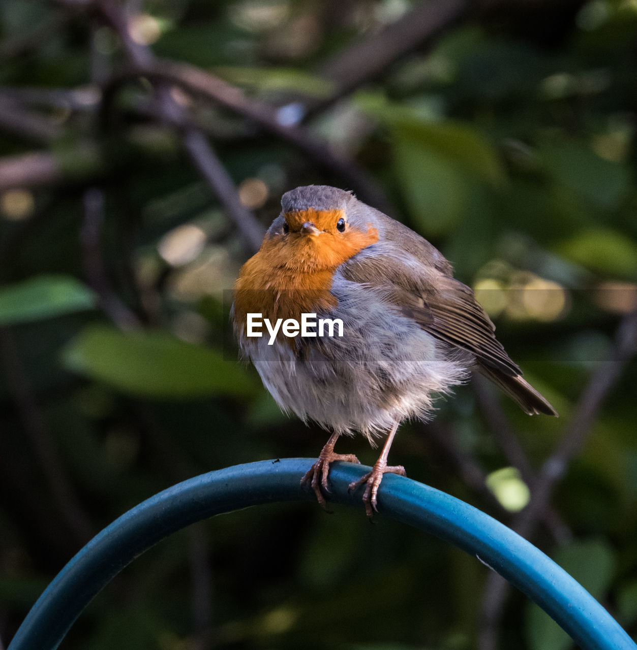 CLOSE-UP OF A BIRD PERCHING ON A BRANCH