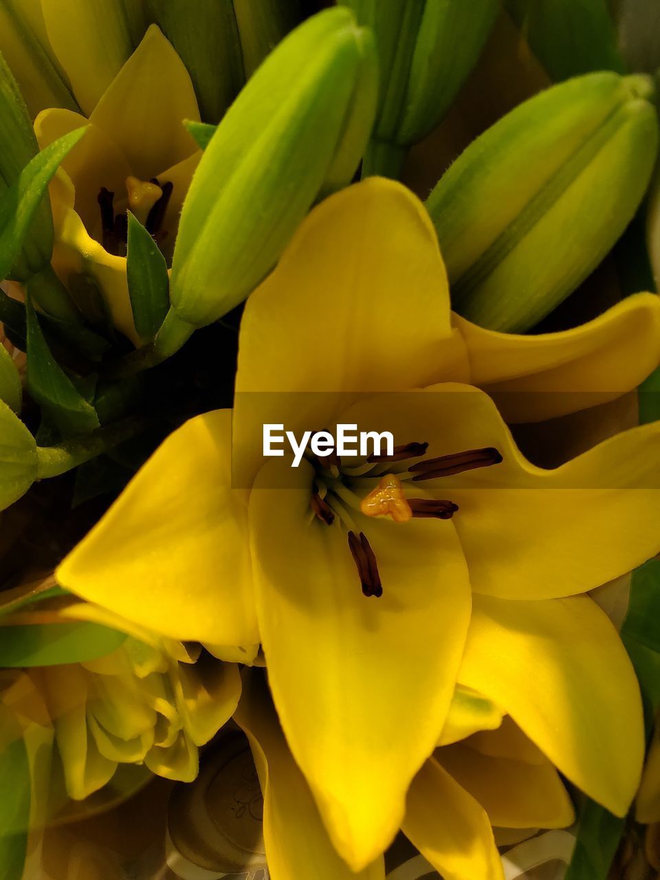 Close-up of yellow flowering plant