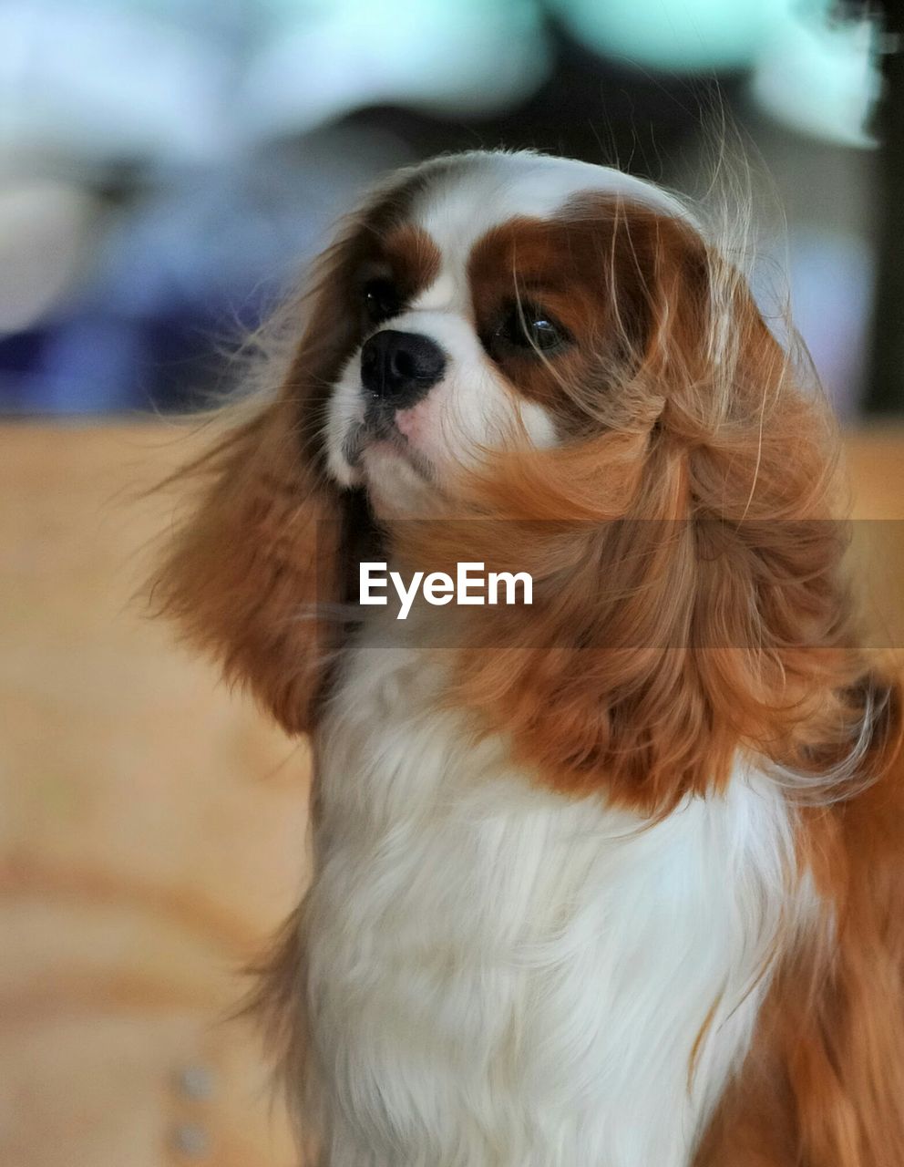 Close-up of cavalier king charles spaniel looking away