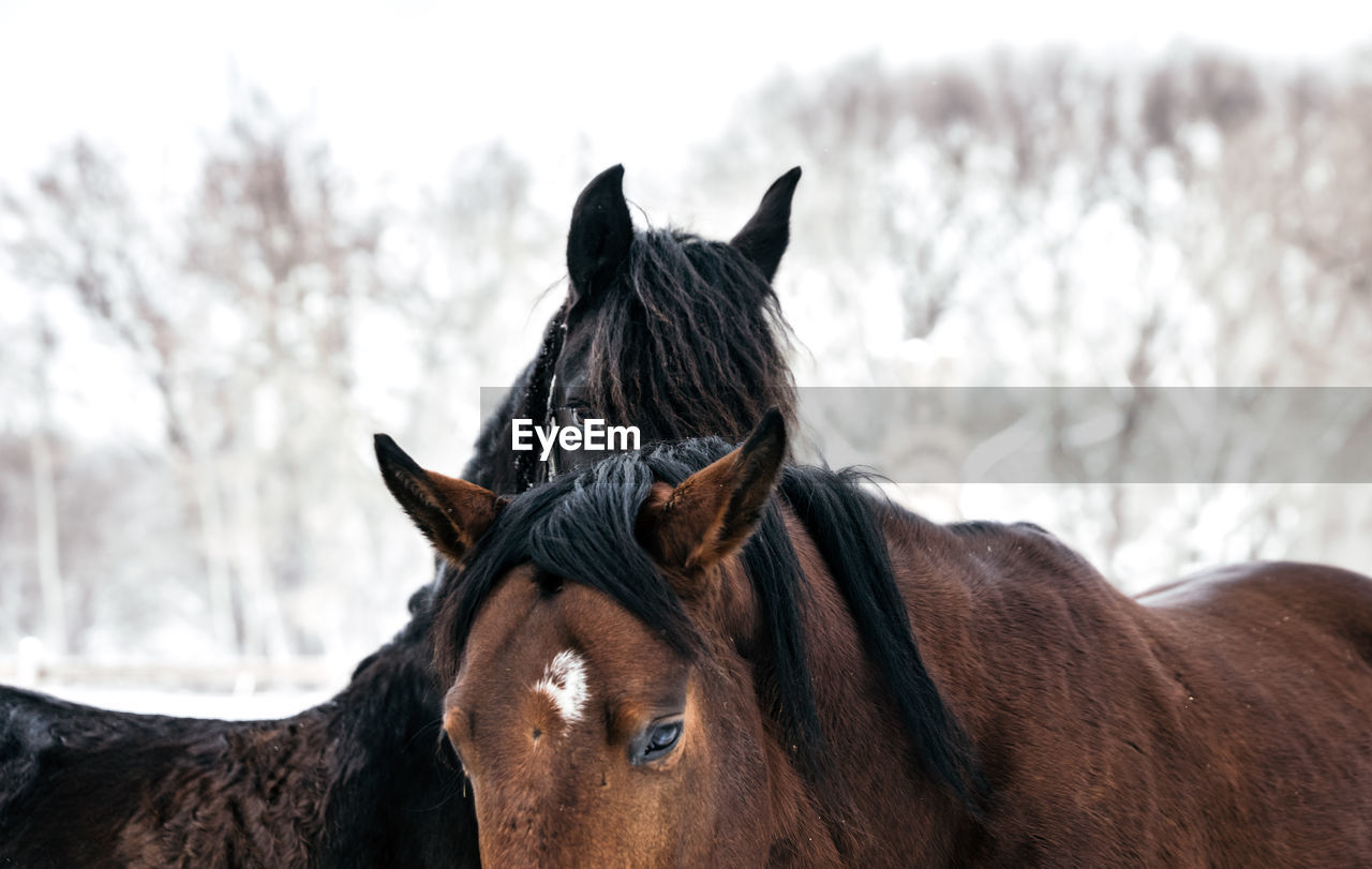 Horses standing in a field