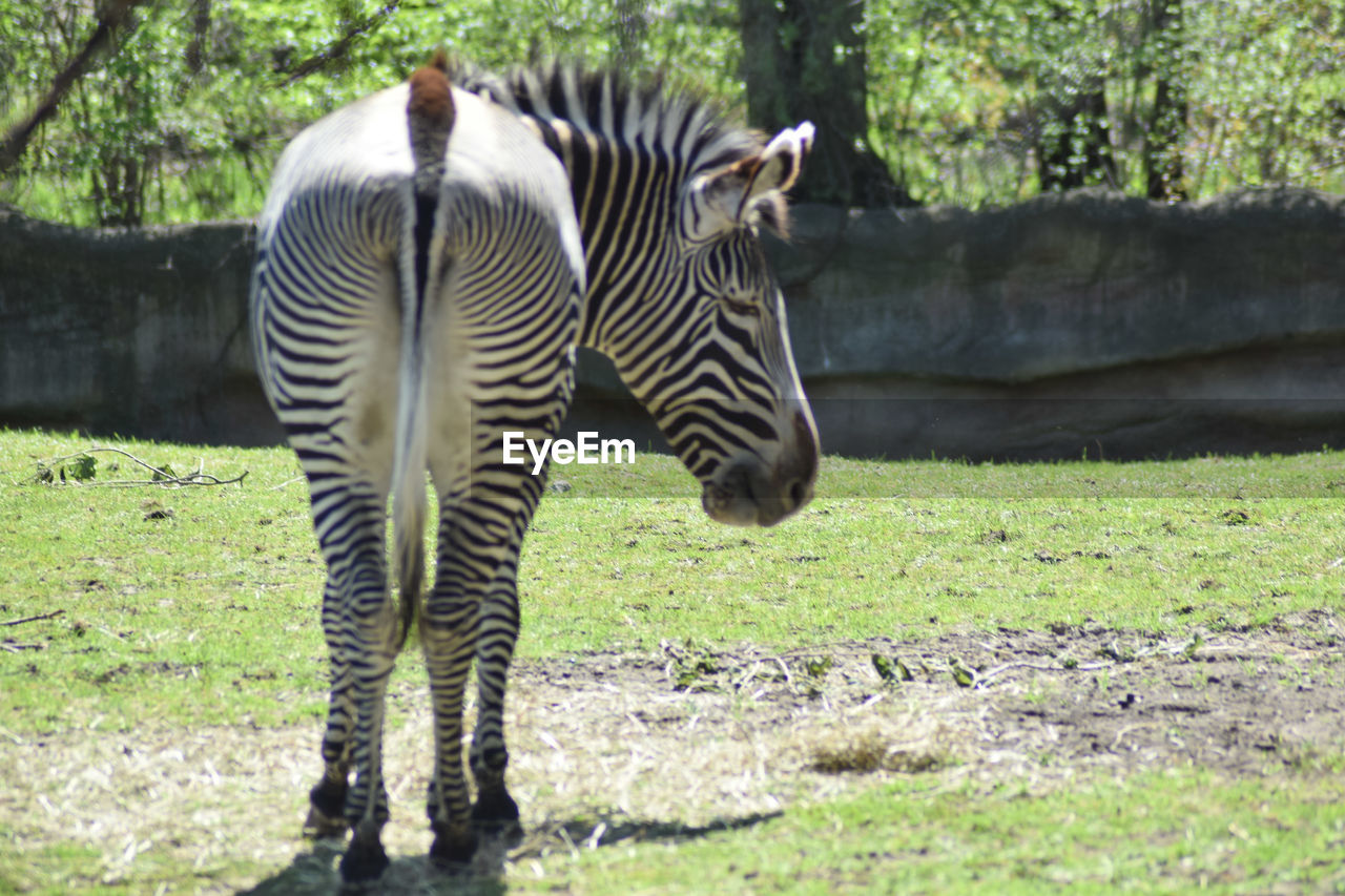 animal, animal themes, striped, animal wildlife, mammal, zebra, wildlife, zoo, plant, nature, safari, no people, one animal, field, grass, animal markings, tree, herbivorous, land, standing, domestic animals, day, outdoors, sunlight, animals in captivity