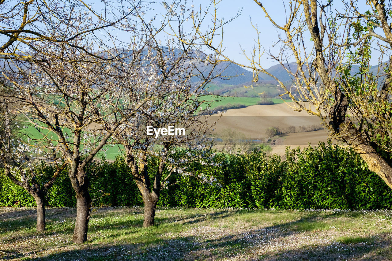 VIEW OF TREES ON FIELD AGAINST SKY