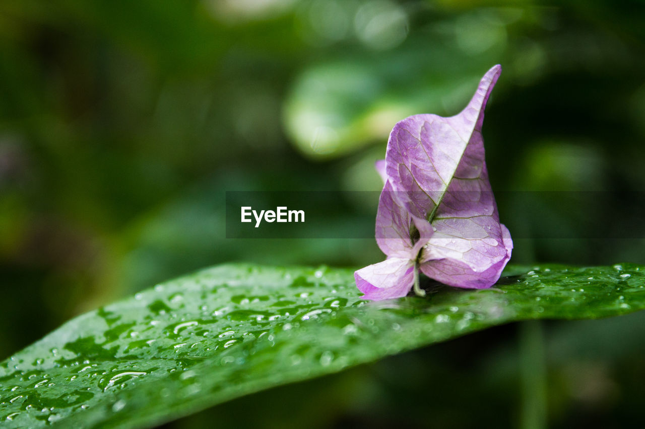 Close-up of wet purple flower