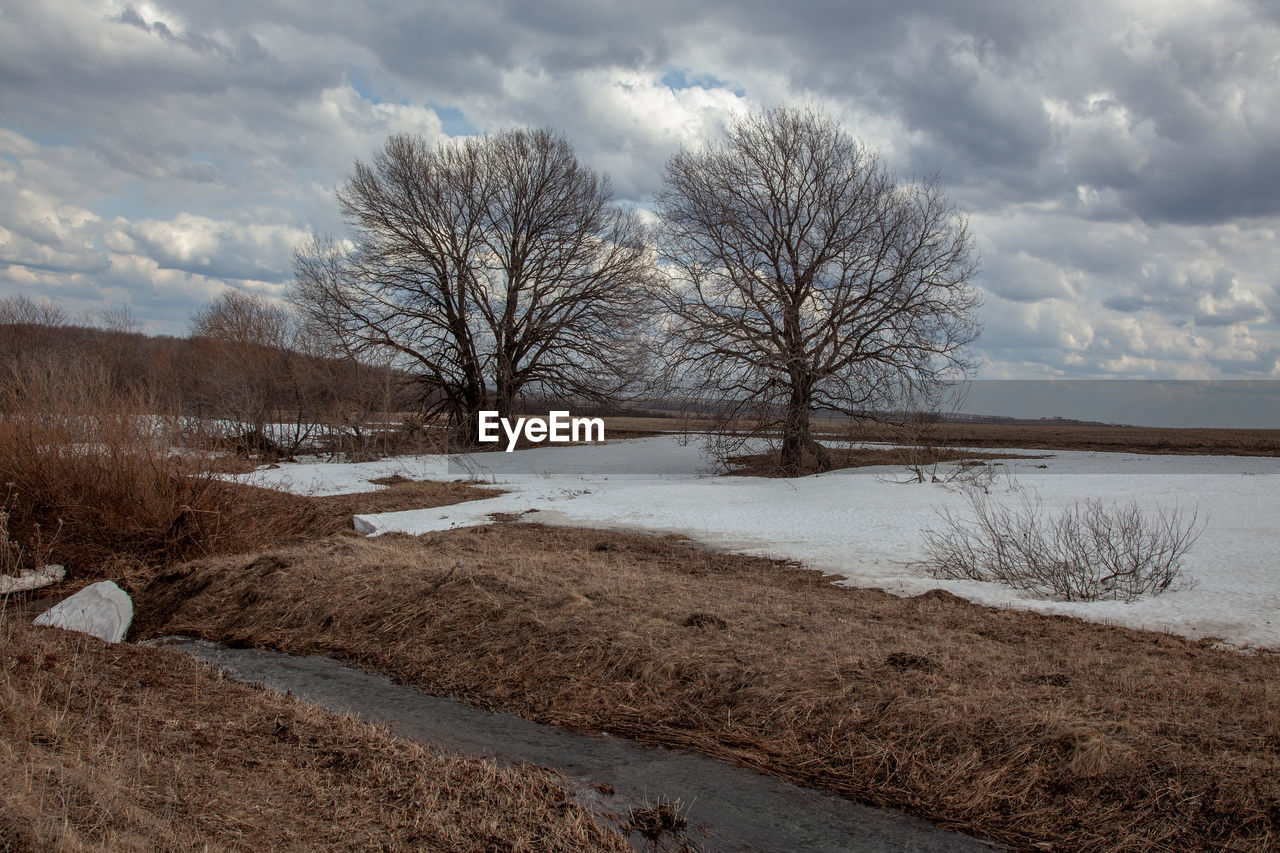 BARE TREE ON SNOW COVERED LAND