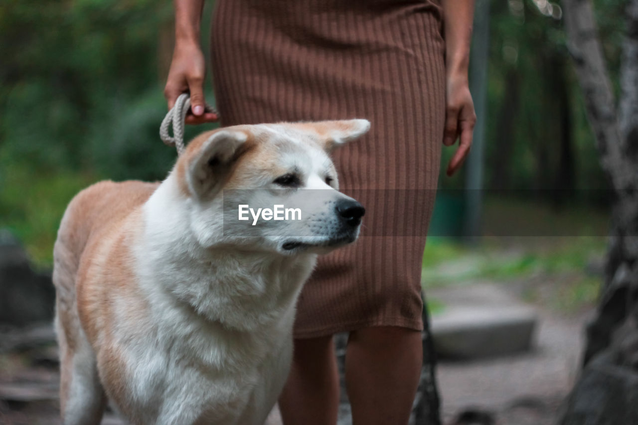 Japanese dog akita inu portrait with young woman outdoors