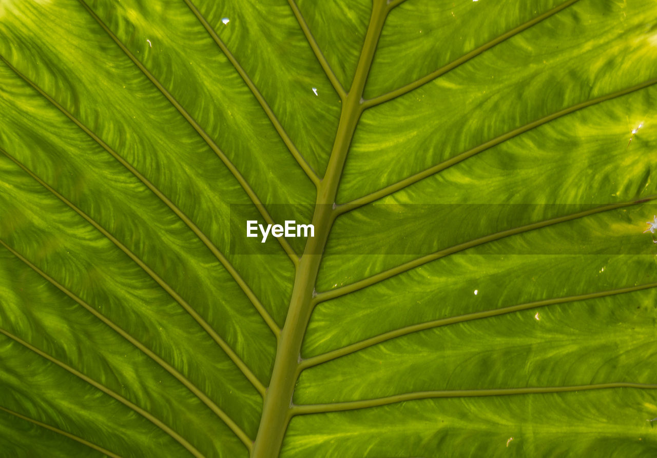 Full frame shot of green leaves