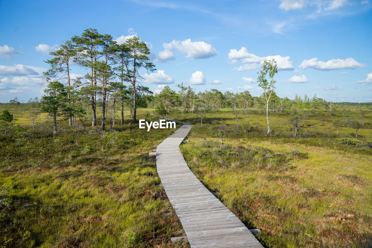 DIRT ROAD ALONG PLANTS AND TREES