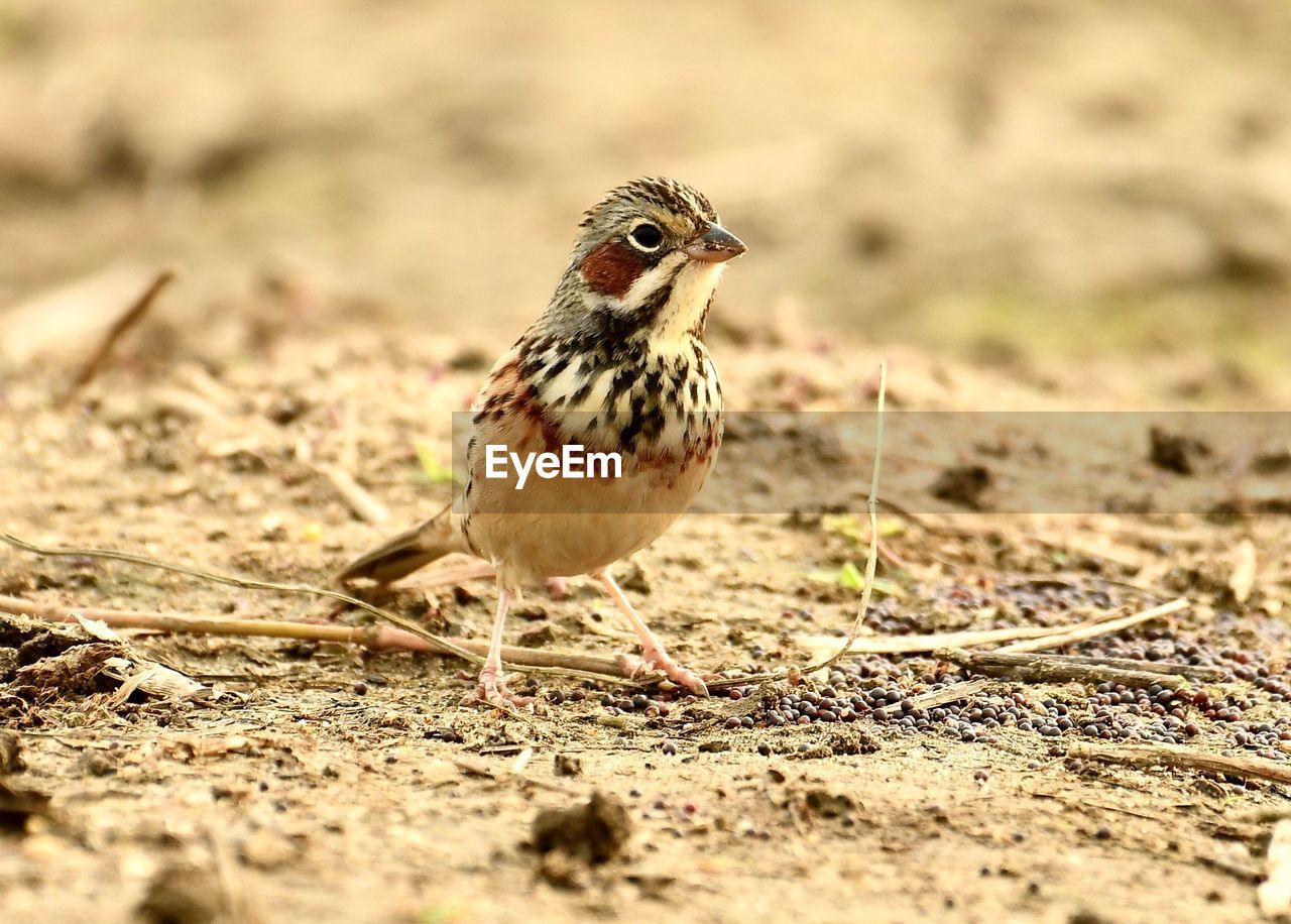 CLOSE-UP OF A BIRD PERCHING ON A LAND