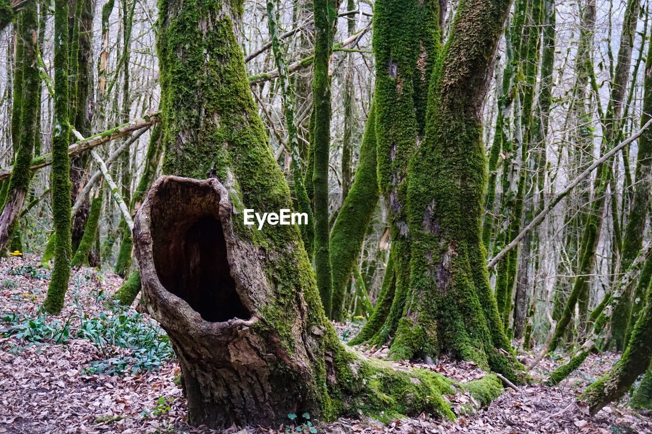 PLANTS GROWING ON TREE TRUNK