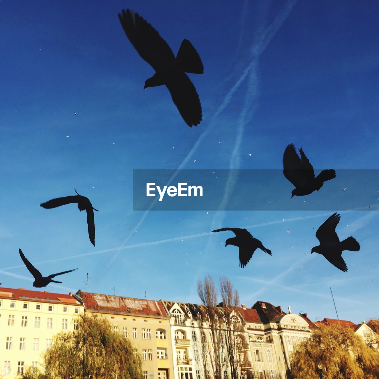 Low angle view of pigeons flying against sky in city