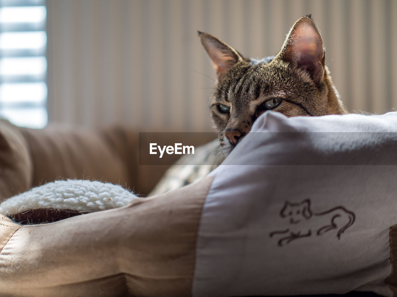 Close-up of a cat on bed at home