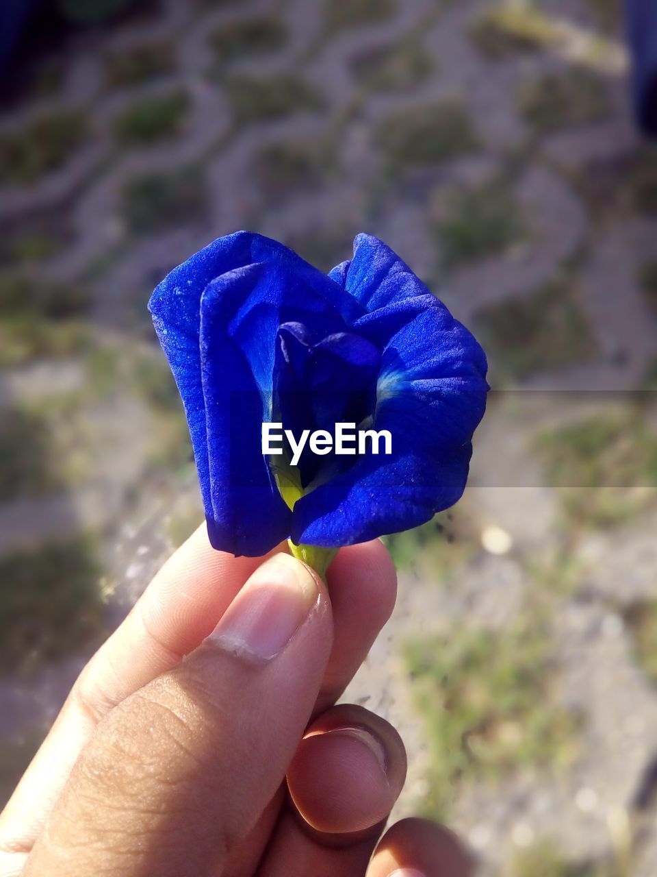 CLOSE-UP OF HAND HOLDING PURPLE FLOWER AGAINST BLUE BACKGROUND