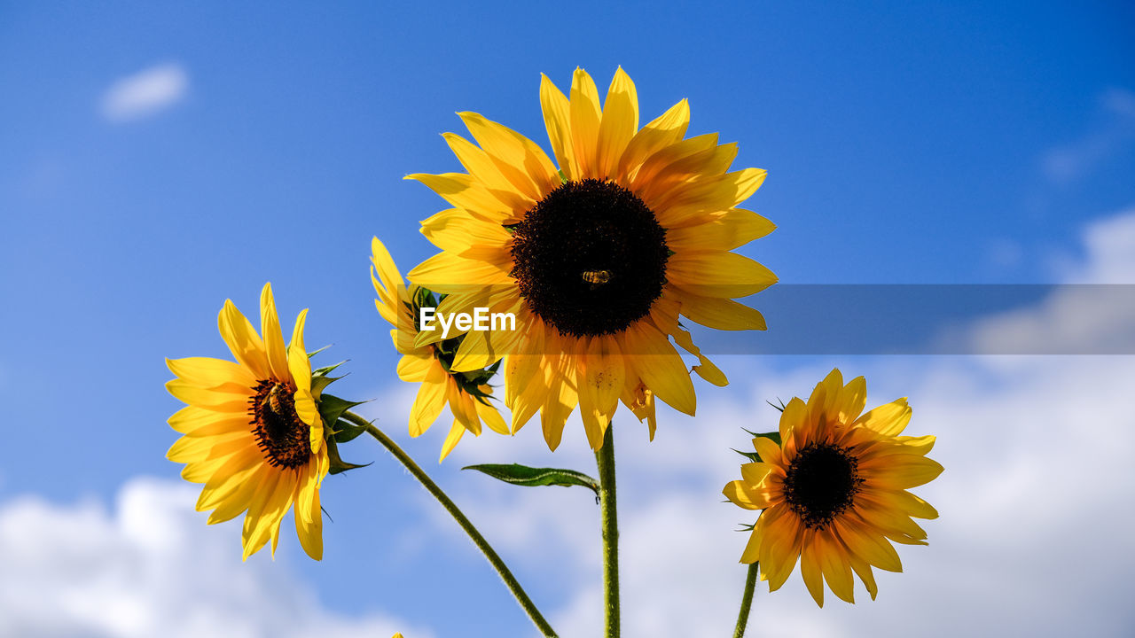 CLOSE-UP OF SUNFLOWER