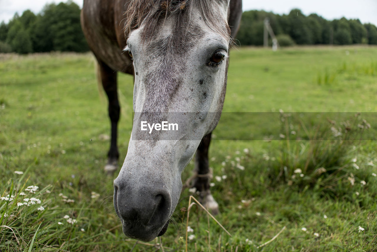 CLOSE-UP OF A HORSE GRAZING