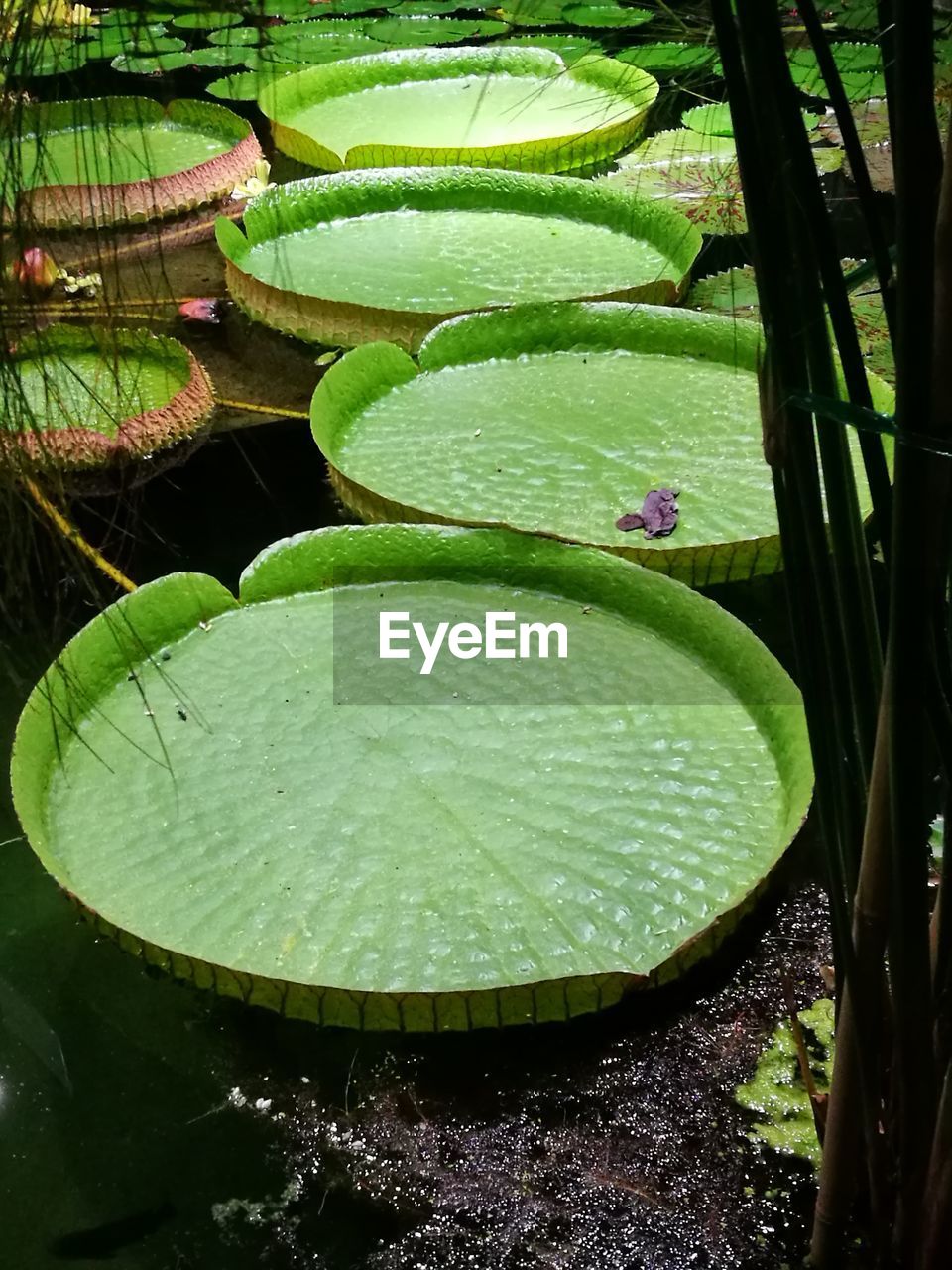 Floating leaf