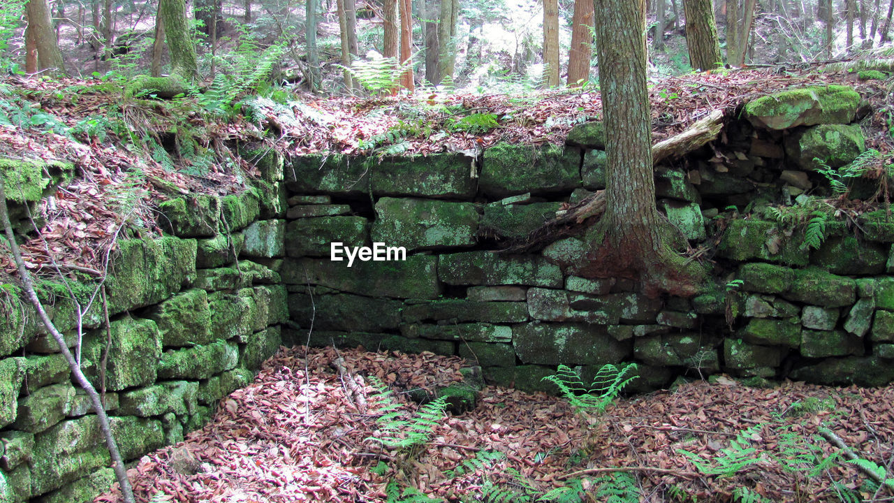 CLOSE-UP OF PLANTS GROWING ON ROCK IN FOREST