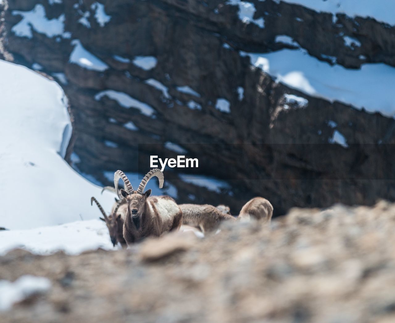 View of ibex on land