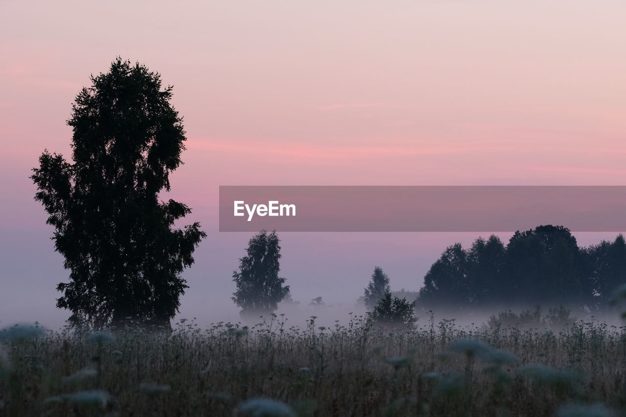 SILHOUETTE TREES GROWING ON FIELD AGAINST SKY AT SUNSET