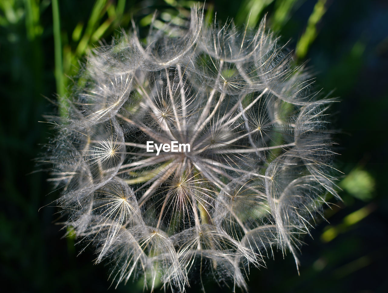 CLOSE-UP OF DANDELION FLOWER